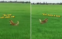 Chú chó nhảy tung tăng trên đồng lúa