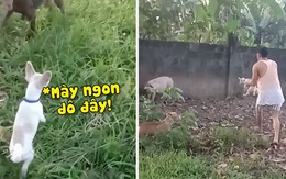 Chó con hổ báo chạy trối chết khi bị chủ đưa tới gặp lợn