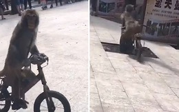 Chú khỉ đạp xe mãi nhìn người đẹp đâm vào gốc cây