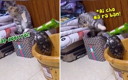 Rùa vượt ngục bị mèo cho ăn tát