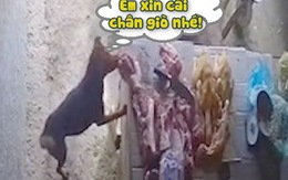 Chú chó trộm chân giò heo