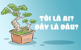 Nỗi niềm bonsai: Tôi là ai? Đây là đâu?