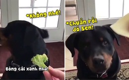 Chú chó lắc đầu liên hồi khi chủ cho ăn rau