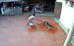 Video hài nhất tuần qua: Đổ nước vô đầu 2 chú chó để ngăn đánh nhau