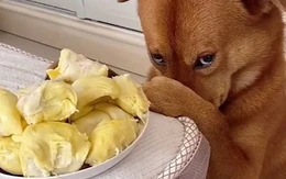 Chú chó bịt mũi khi ngồi trước đĩa sầu riêng