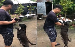 Chó mẹ xin cậu chủ đừng mang con đi