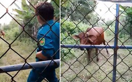 Chú bò nổi điên khi chàng trai đứng uốn éo trêu ngươi