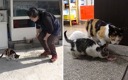 Mèo mẹ đi xin thức ăn cho đàn con mỗi ngày