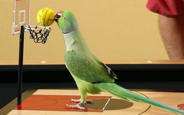 Vẹt chơi bóng rổ gây sốt cư dân mạng Trung Quốc