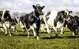 Huấn luyện bò đi vệ sinh vào bô để… chống biến đổi khí hậu.