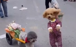 Chú chó Poodle đeo giỏ đi chợ giúp chủ