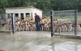 Hàng chục chú chó xếp hàng theo chủ đi ăn cơm