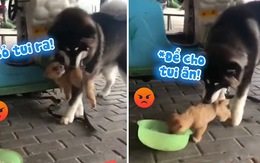 Husky quyết ngăn cản không cho chó con ăn sáng