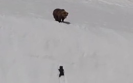Gấu mẹ huấn luyện con kỹ năng vượt đồi tuyết