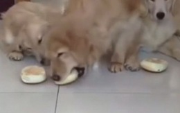 Chó mẹ nhịn ăn để nhường bánh cho 2 con