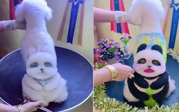 Chú chó được sen tặng 'gấu trúc' trên lưng