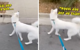 Husky đập mặt vào ôtô vì mải ngắm gái đẹp