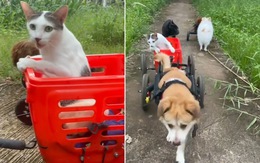 Cô mèo liệt hai chân có tài xế riêng chở đi dạo mỗi ngày