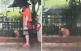 Chàng trai nhường ô cho bé mèo đứng dưới trời mưa