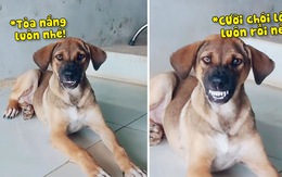 Chú chó có nụ cười 'tỏa nắng'