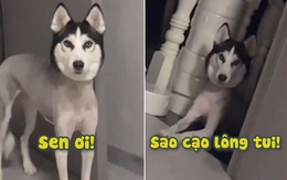 Husky hờn trách vì bị sen cạo lông biến thành sư tử