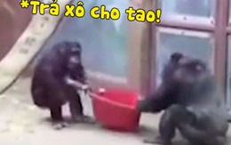 Hai chú khỉ đánh nhau tranh xô siêu lầy lội