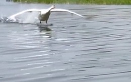 Hai chú vịt hạ cánh xuống hồ nước như máy bay