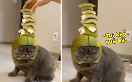 Chú mèo bất lực bị chủ đem ra thử nghiệm độ thăng bằng