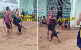 Cậu Mực năn nỉ chủ chơi với mình siêu hài hước