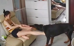Video hài nhất tuần qua: Chú chó đùa dai gặp cô chủ cục súc
