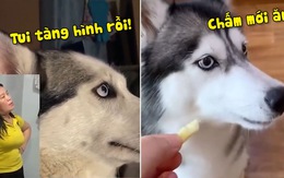 Những chú chó Husky tấu hài nhất hành tinh