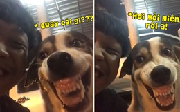 Chú chó nổi quạu vì bị chủ bắt 'cười nhe răng' để quay video