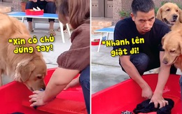 Chú chó bắt ông chồng lười nhác đi giặt đồ cho vợ