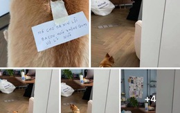 Chồng dùng cún cưng đưa thư để xin lỗi vợ bầu