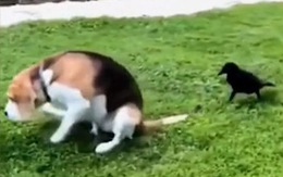 Chú chó lê lết trên bãi cỏ vì bị quạ đen mổ liên hoàn