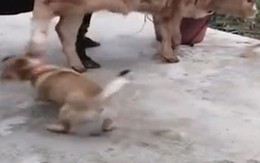 Chú chó hổ báo bị bò con đá cho sưng đầu