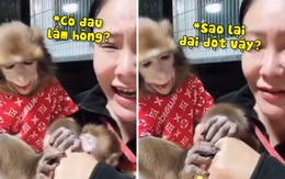 Chú khỉ lo lắng khi thấy cô chủ đau tay