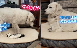 Chú mèo lấy đuôi chó làm chăn