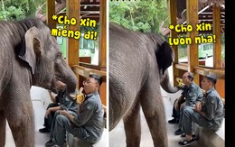 Chú voi ham ăn - cướp chuối của nhân viên sở thú