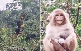 Chú khỉ cười khoái chí khi thấy chàng trai trèo hái đu đủ gãy cây