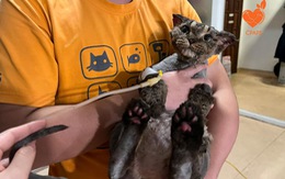 Chú mèo bị thiêu sống ở Hà Nội được CĐM chung tay hỗ trợ
