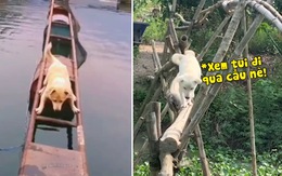 Những chú chó trổ tài đi qua cầu hài hước