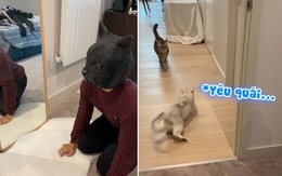 2 chú mèo chạy tán loạn khi bị sen đeo mặt nạ hù