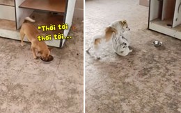 Chú chó nhân cơ hội giành thức ăn khi đồng bọn đánh nhau