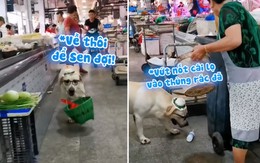 Chú chó biết nhặt vỏ chai bỏ vào thùng rác