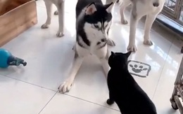 Một mình mèo mun solo với 3 chú ngáo Husky