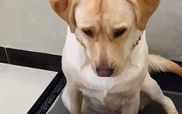 Chú chó giận dỗi khi sen cắt cho miếng bánh nhỏ