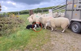 Chú chó gặp tai nạn nghề nghiệp khi chăn cừu