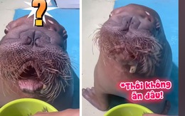 Hải cẩu lắc đầu không ăn cá vì tưởng nhân viên hạ độc mình