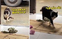 Chú mèo giả vờ què chân đi xin cá